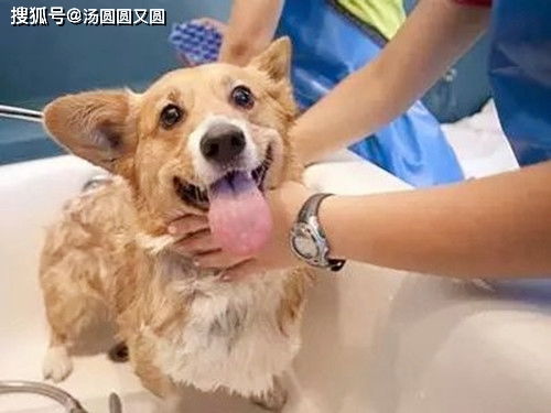 宠物狗柯基洗澡怎么洗的