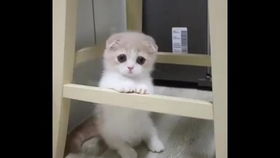 宠物猫尖眼睛怎么回事儿