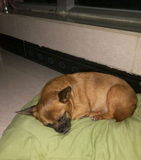 家里宠物狗死了该怎么办
