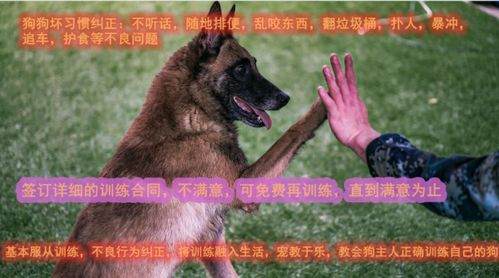 小宠物狗比较凶怎么办啊