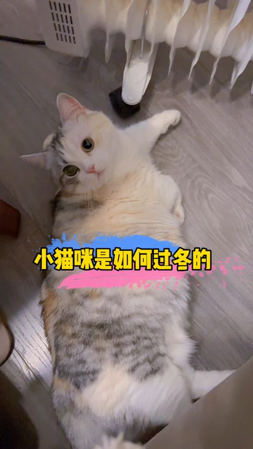 宠物猫怎么过冬啊