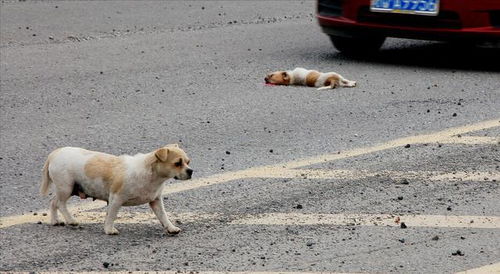 宠物狗被撞死了怎么办