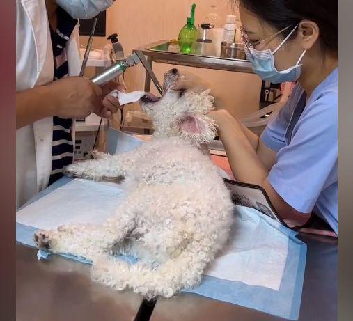 宠物狗嗓子被卡怎么治