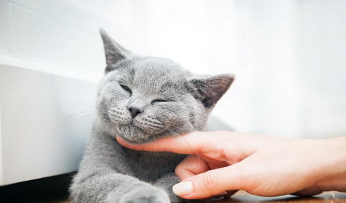 宠物猫主人怎么喂