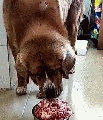宠物狗经常吃生肉会怎么样