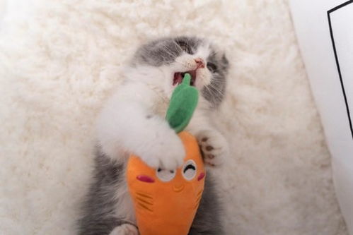 宠物猫怎么不乱抓