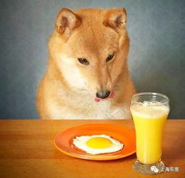 怎么做宠物狗吃的蛋黄粒