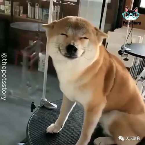 宠物狗怎么看寿命多长年
