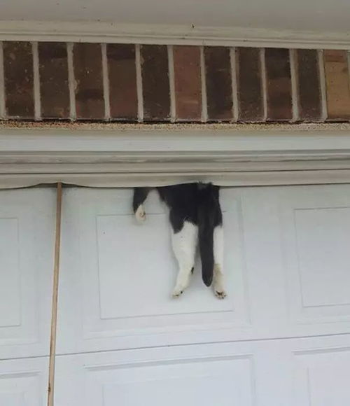 宠物猫围栏顶门怎么安装