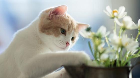 宠物猫太可爱了怎么办呀