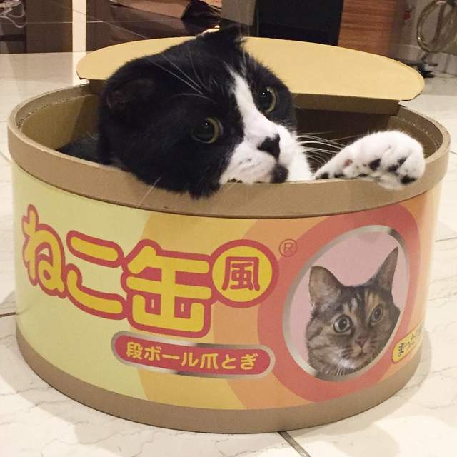 宠物猫储食罐怎么做的