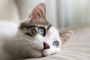 宠物猫怎么得到
