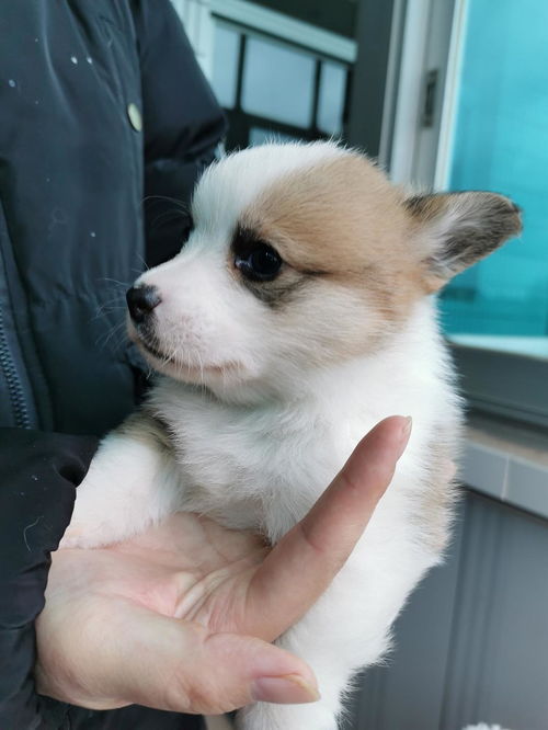 小宠物狗柯基宝宝怎么养