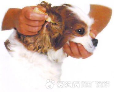 宠物狗滴耳液怎么用的