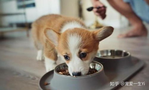 柯基幼犬宠物狗粮怎么喂