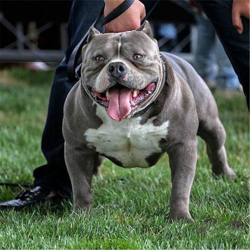美国恶霸犬多少钱