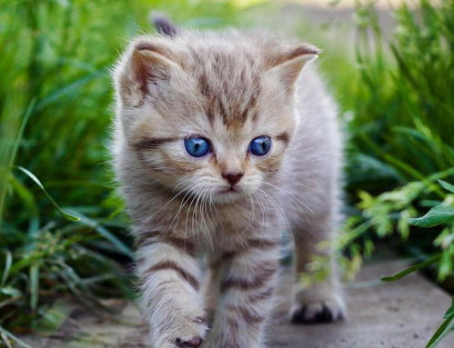 宠物猫小尾巴怎么处理