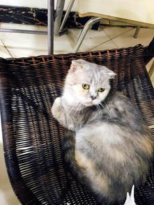 家里宠物猫怎么送人好呢