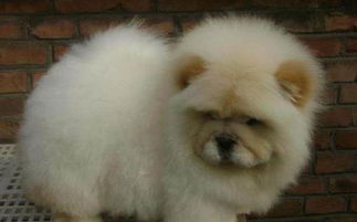 宠物狗小露犬怎么喂养好