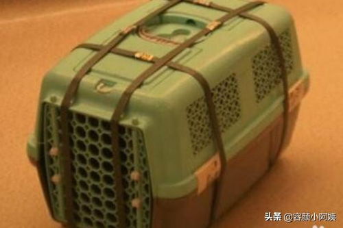宠物猫运输怎么便宜
