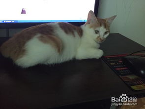 宠物猫的食品怎么制作