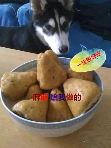 宠物狗自制粮怎么喂的好