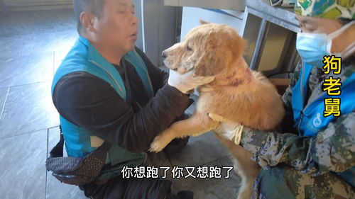 宠物狗发现皮肤病怎么治