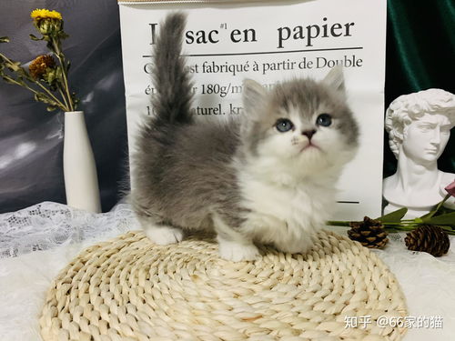 矮脚猫价格多少钱一只