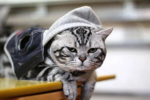 宠物猫怎么带到美国