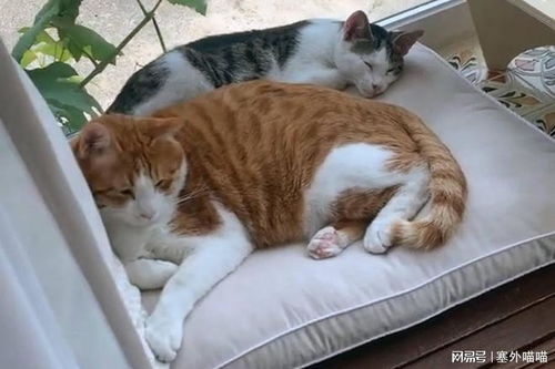 怎么带宠物猫回去好