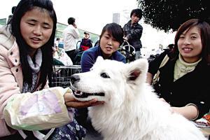 卖宠物狗手续怎么办理的