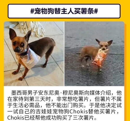 疫情之下的宠物狗怎么办
