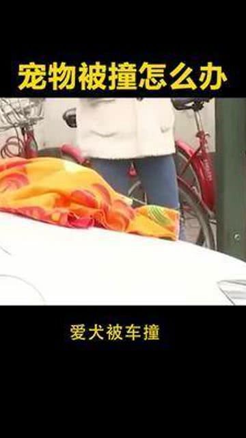 家里宠物狗被撞了怎么办