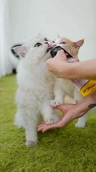 怎么教宠物猫握手