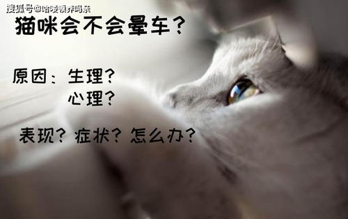 宠物猫晕车怎么缓解
