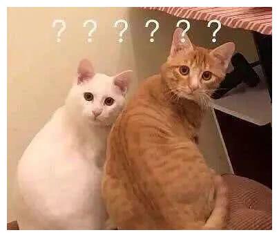 宠物猫拉屎怎么擦屁股