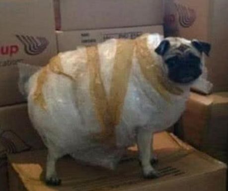 宠物狗怎么样运输快递的