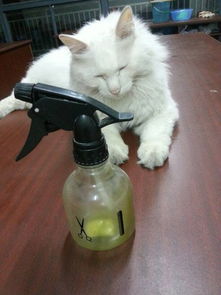 宠物猫狗窝怎么消毒