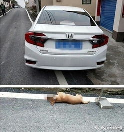 宠物狗在道路上被车撞死怎么处理