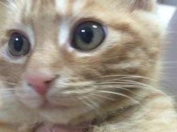 美短虎斑宠物猫怎么养的