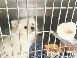 宠物狗得了结石怎么治疗