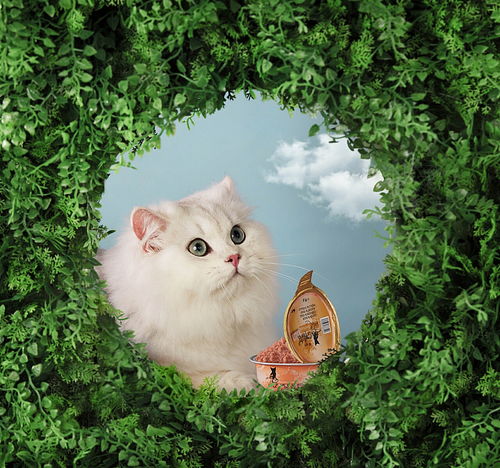 卖萌宠物猫罐头怎么样啊