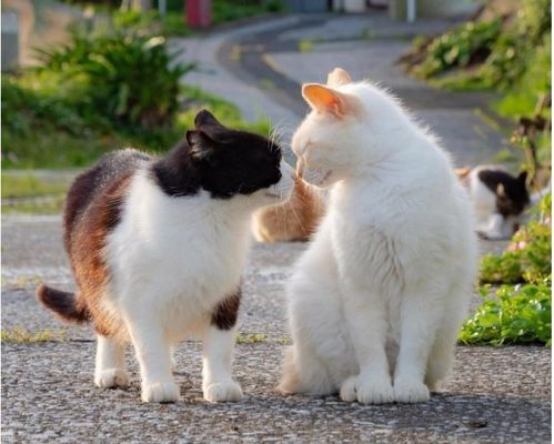 一只猫一个月用多少猫砂