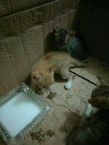 怎么捡到小型宠物猫呢