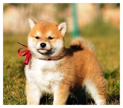 宠物狗怎么确定它健康状况