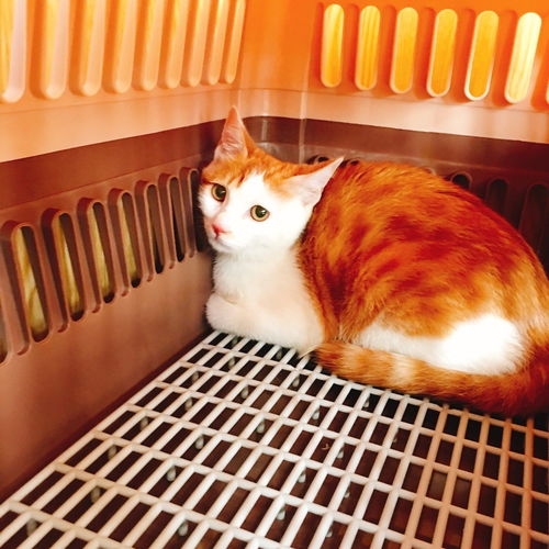 宠物狗怎么跨市运输的呢