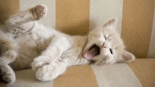 宠物猫怎么数呼吸