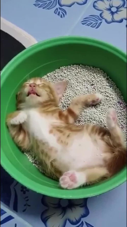 宠物猫的鱼干怎么做的吃
