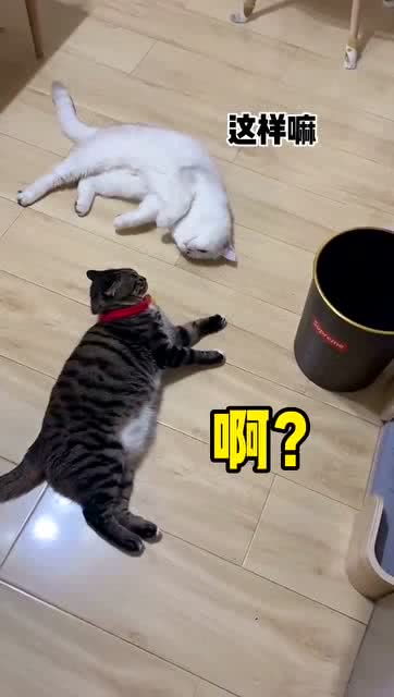 野宠物猫怎么驯服