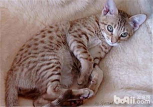 宠物猫怀孕怎么看